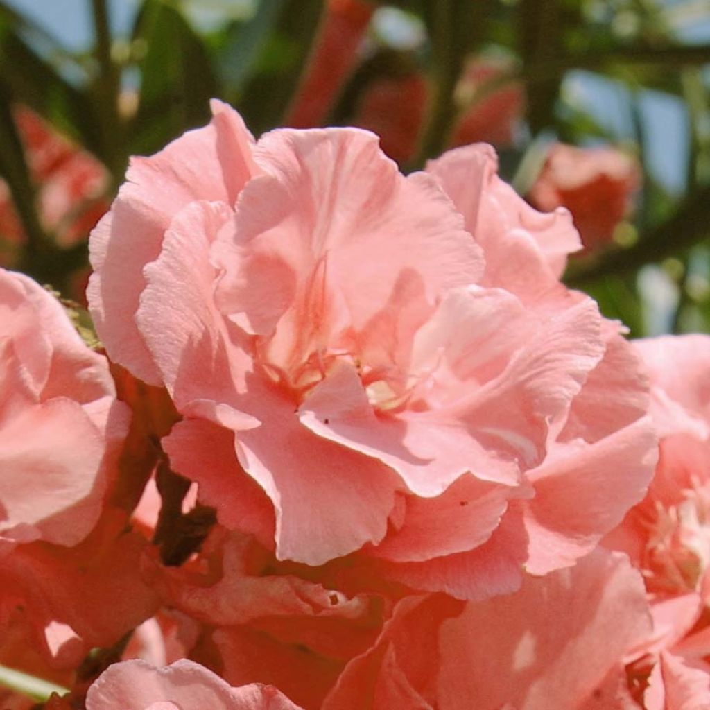 Adlefa rosa plena - Nerium oleander Pink Salmon Double