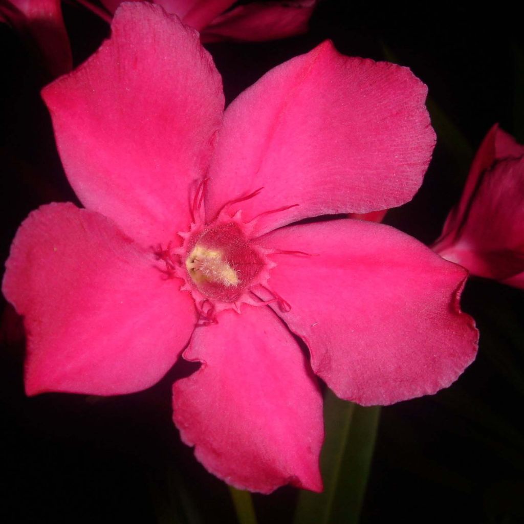 Adlefa roja - Nerium oleander Simple Red