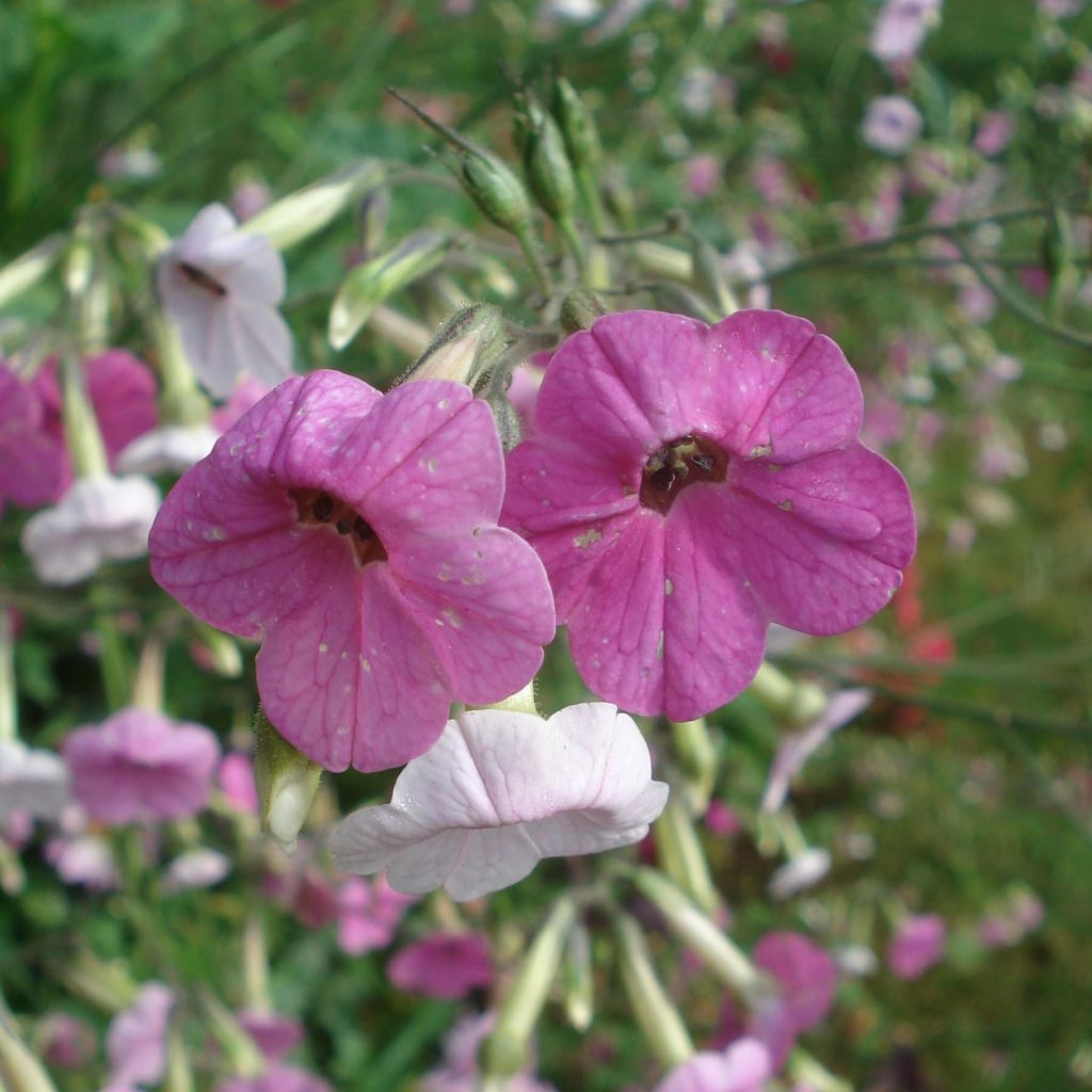 Tabaco en Flor mutabilis Marshmallow