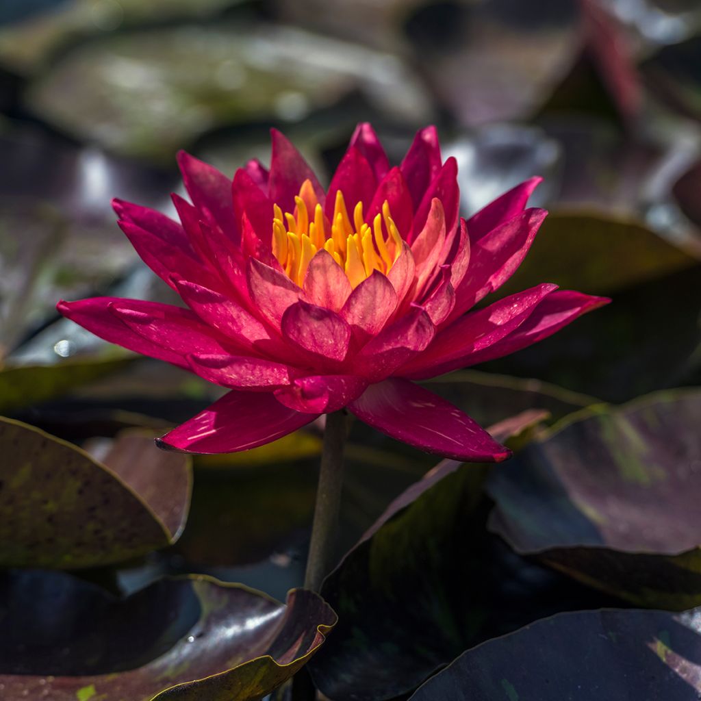 Nenúfar Marliacea Rubra Punctata - Nymphaea