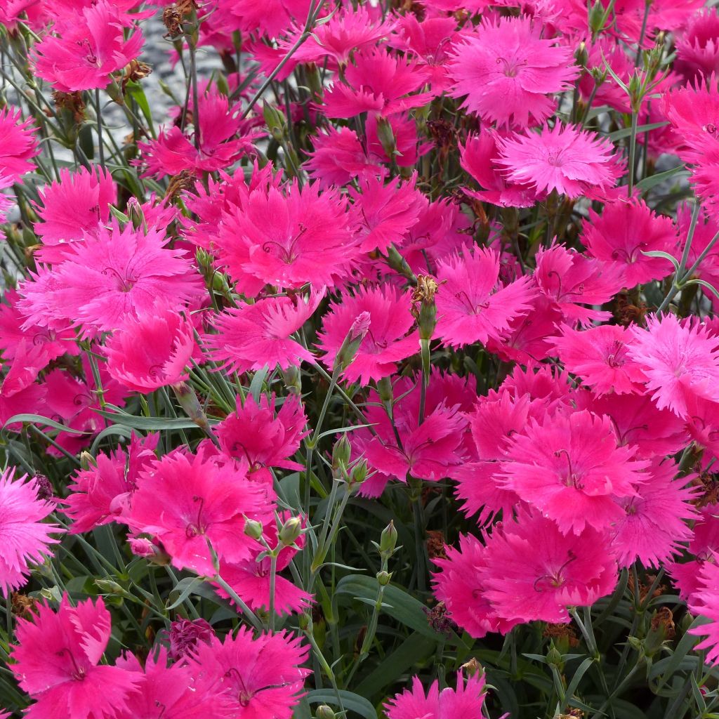 Dianthus superbus Suntory Pink - Clavelito común