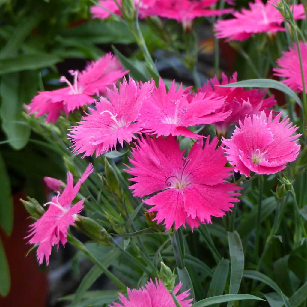 Dianthus superbus Suntory Pink - Clavelito común