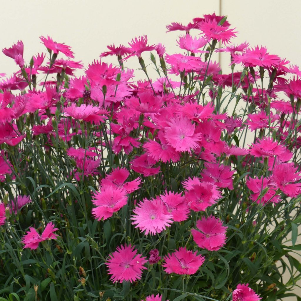 Dianthus superbus Suntory Pink - Clavelito común