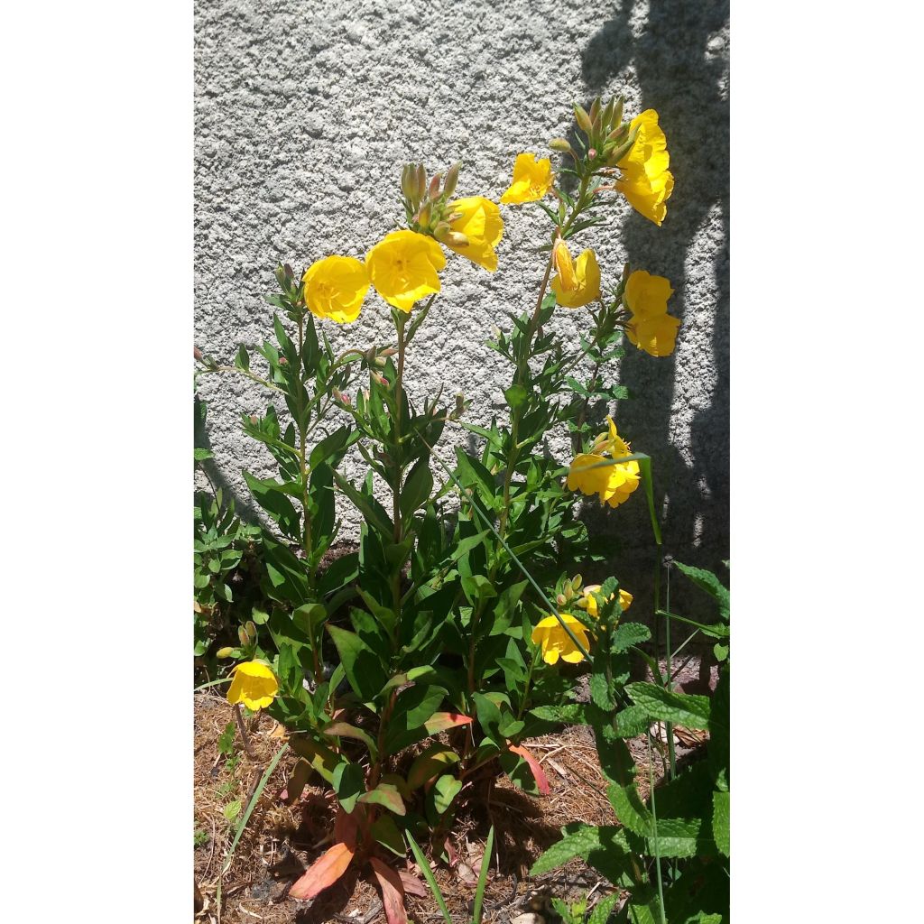 Oenothera fruticosa Hohes Licht - Onagra