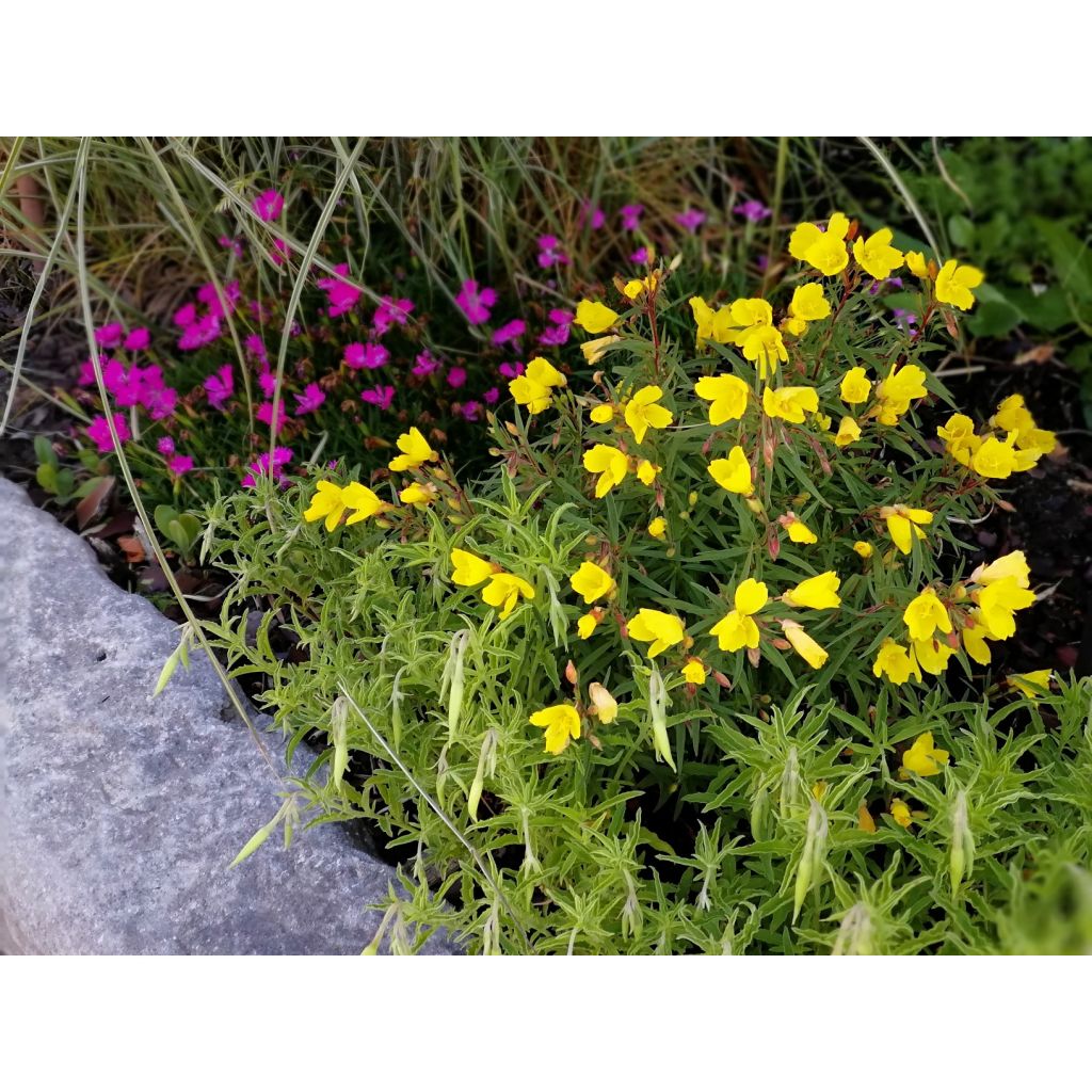 Oenothera fruticosa Michelle Ploeger - Onagra