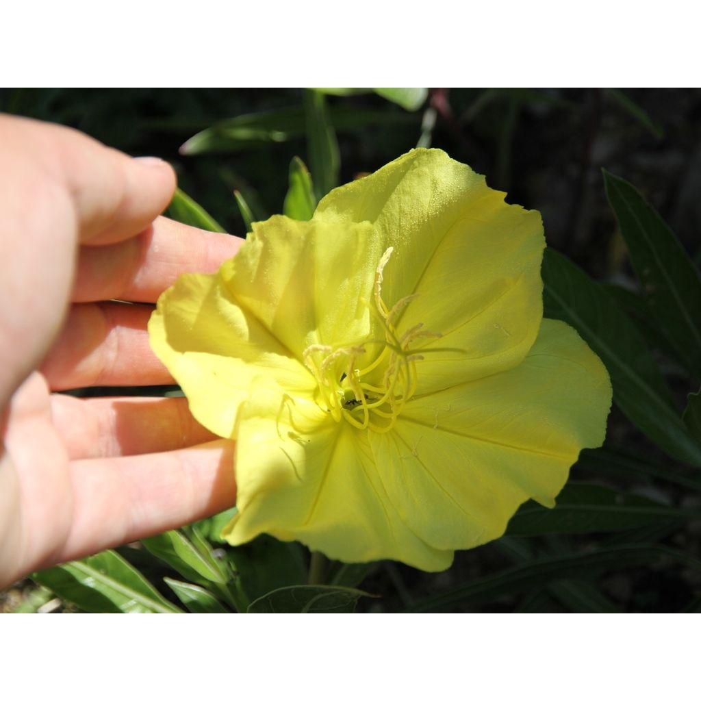 Oenothera missouriensis - Onagra