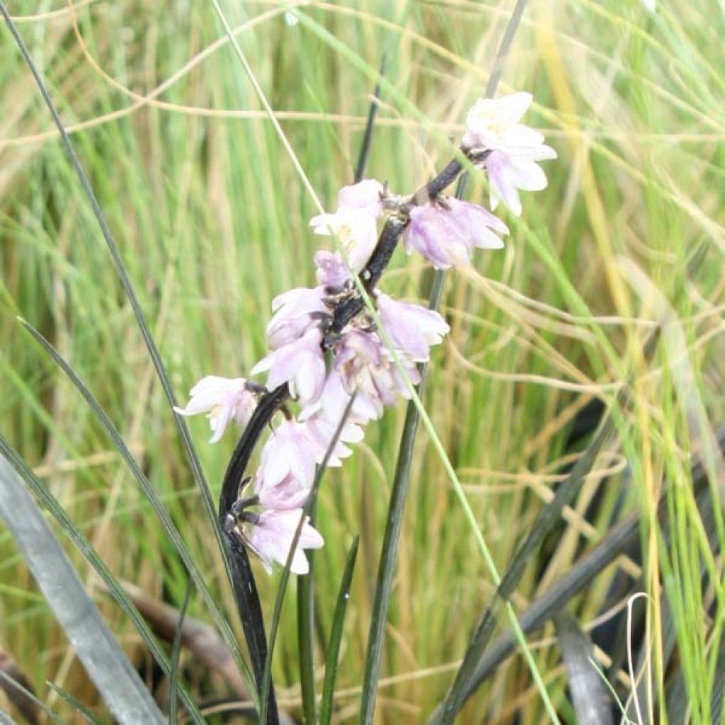 Ophiopogon noir - Ophiopogon pla. Nigrescens