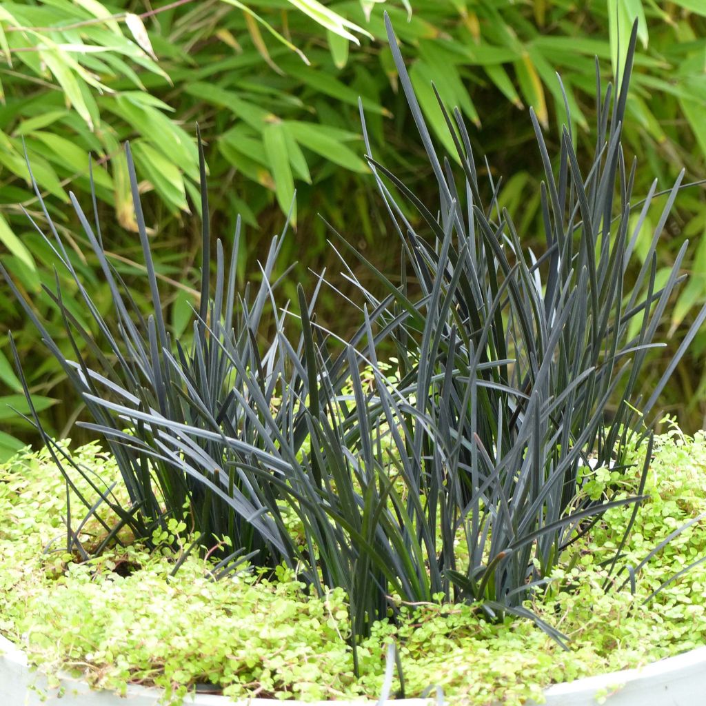 Ophiopogon planiscapus Hosoba Kokuryu