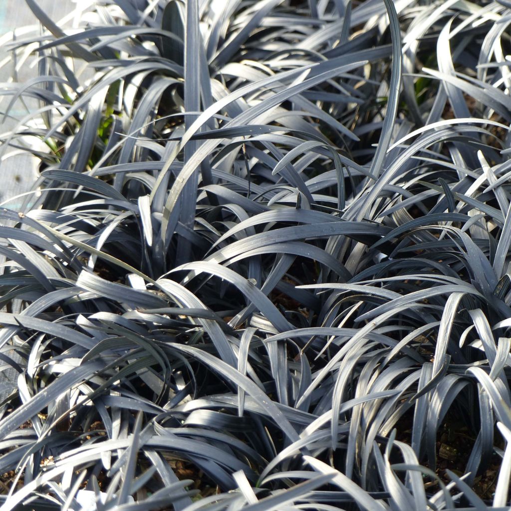 Ophiopogon planiscapus Nigrescens