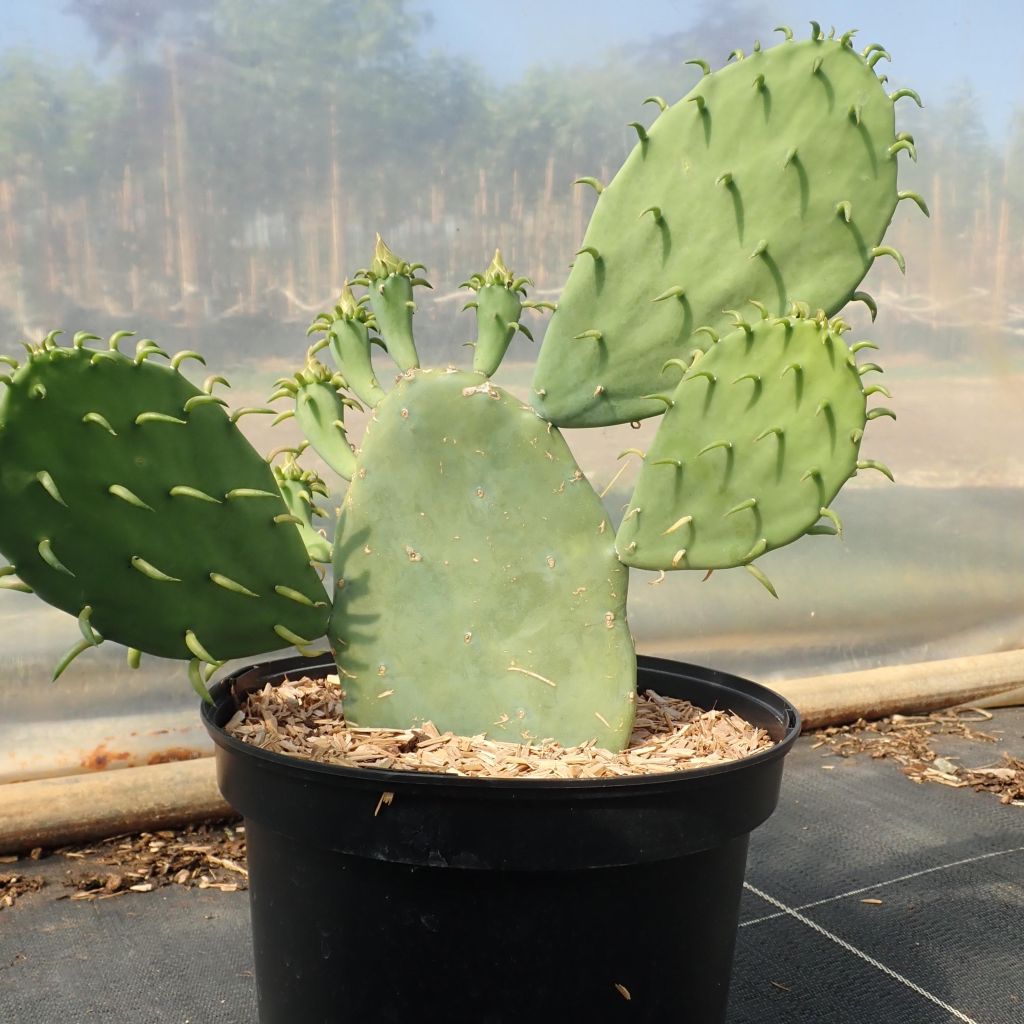 Opuntia cacanapa Ellisiana