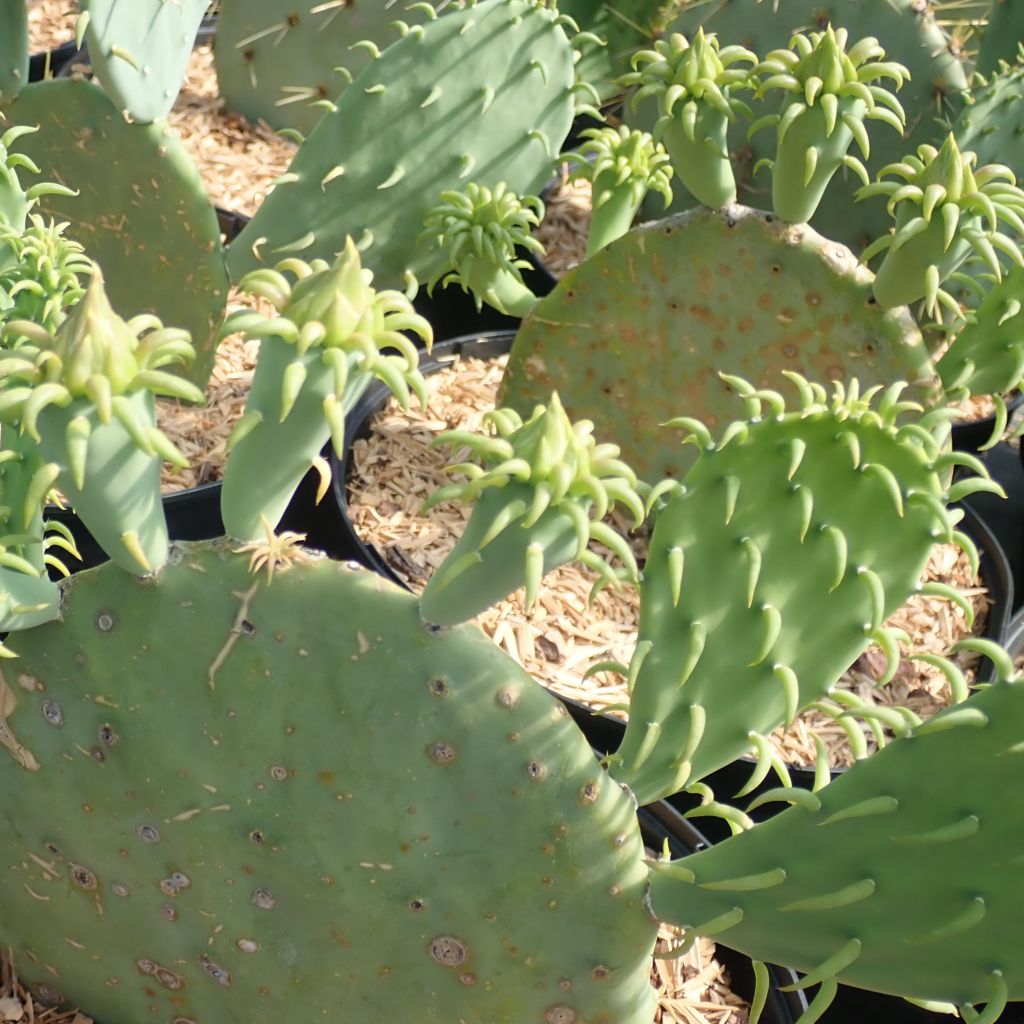 Opuntia cacanapa Ellisiana