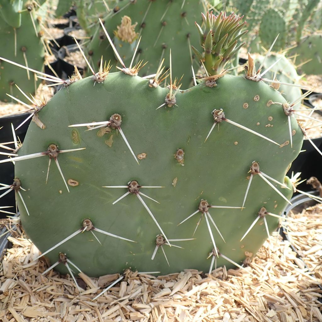 Opuntia discata