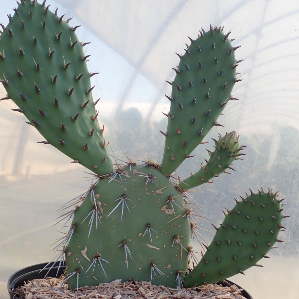 Opuntia dulcis