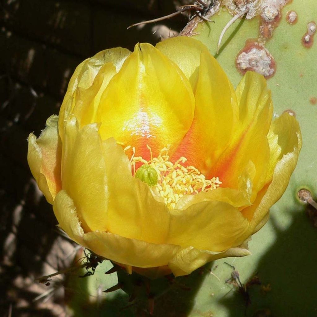 Opuntia engelmannii