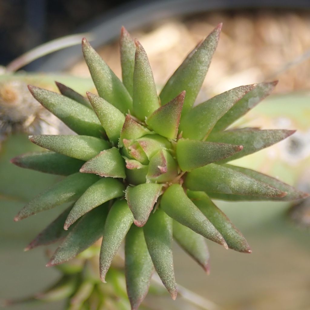 Opuntia engelmannii Belen