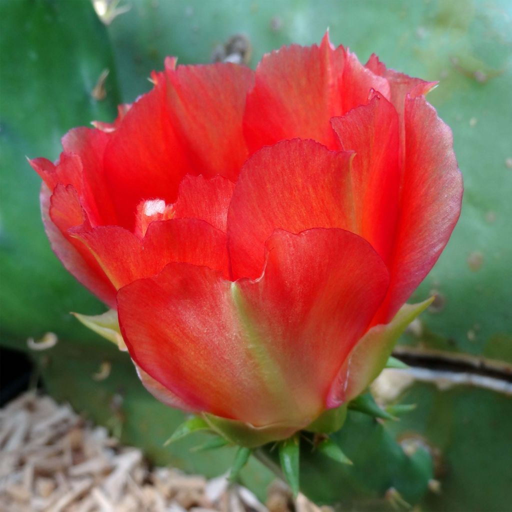 Opuntia engelmannii var.indheimeri