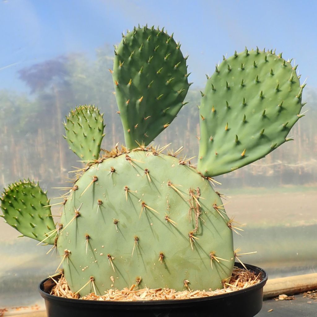 Opuntia engelmannii var. rastrera