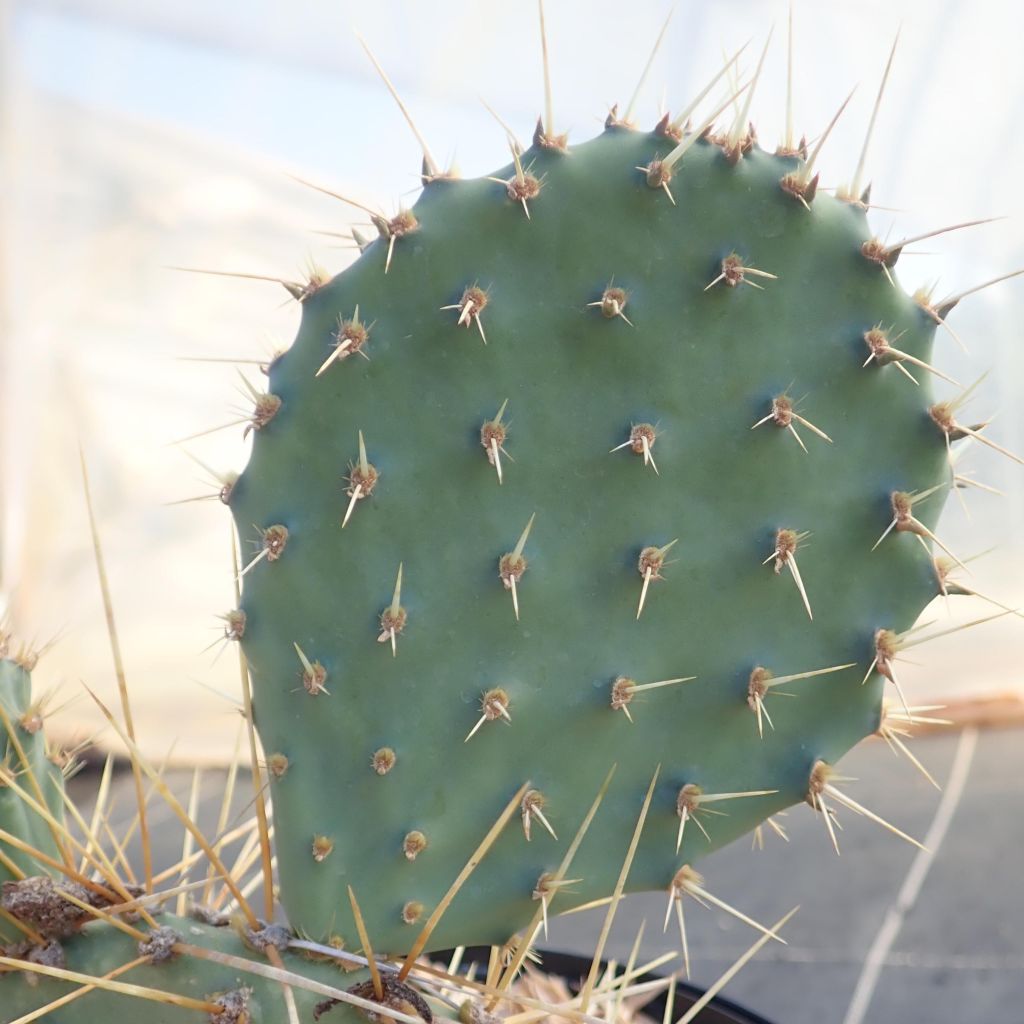 Opuntia howeyi