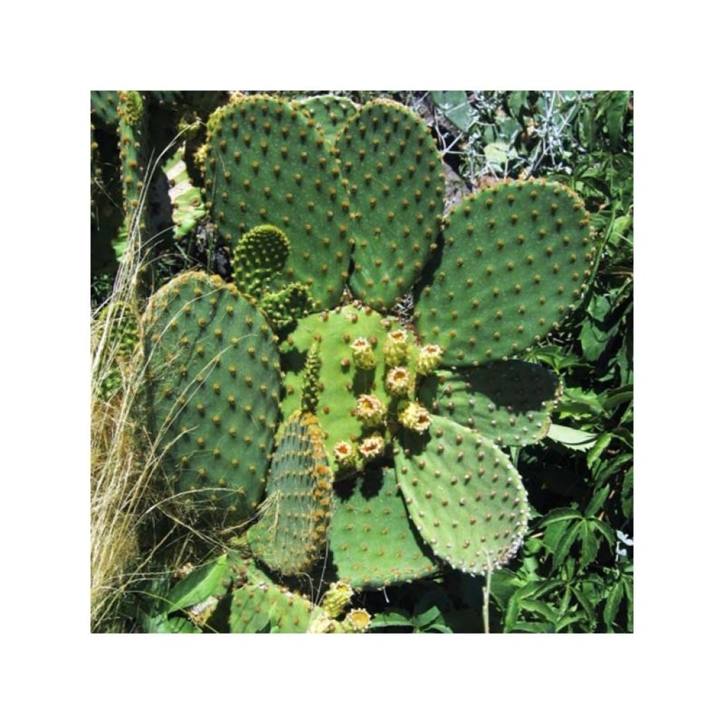 Opuntia lubrica