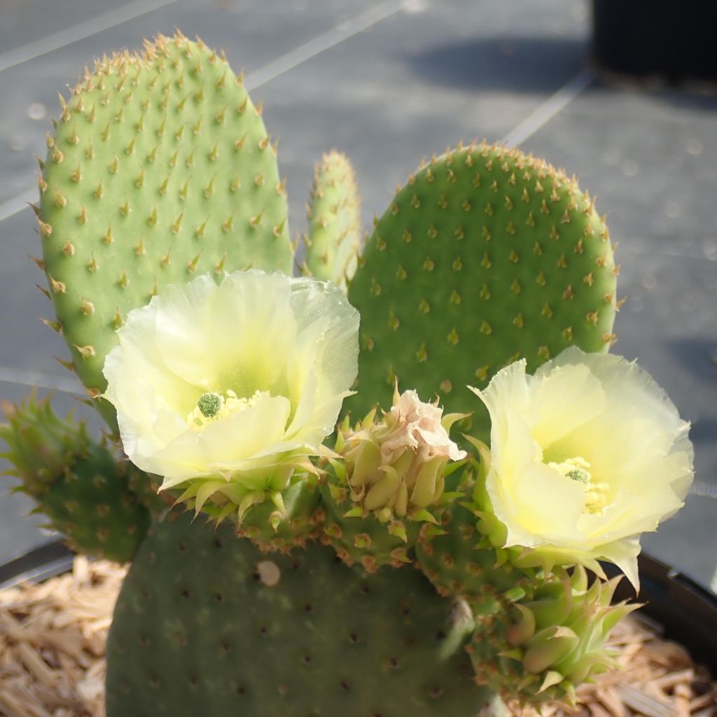 Opuntia microdasys Caress