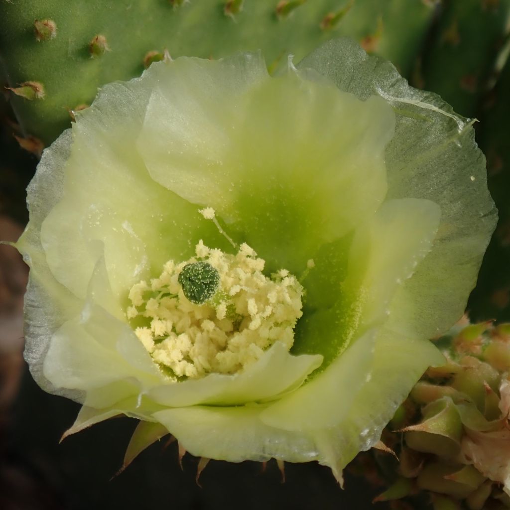 Opuntia microdasys Caress