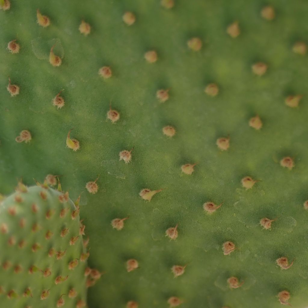 Opuntia microdasys Caress