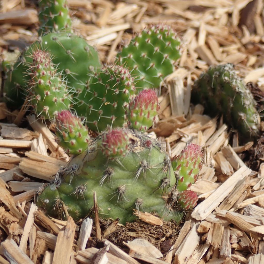 Opuntia ou Airampoa Orurensis