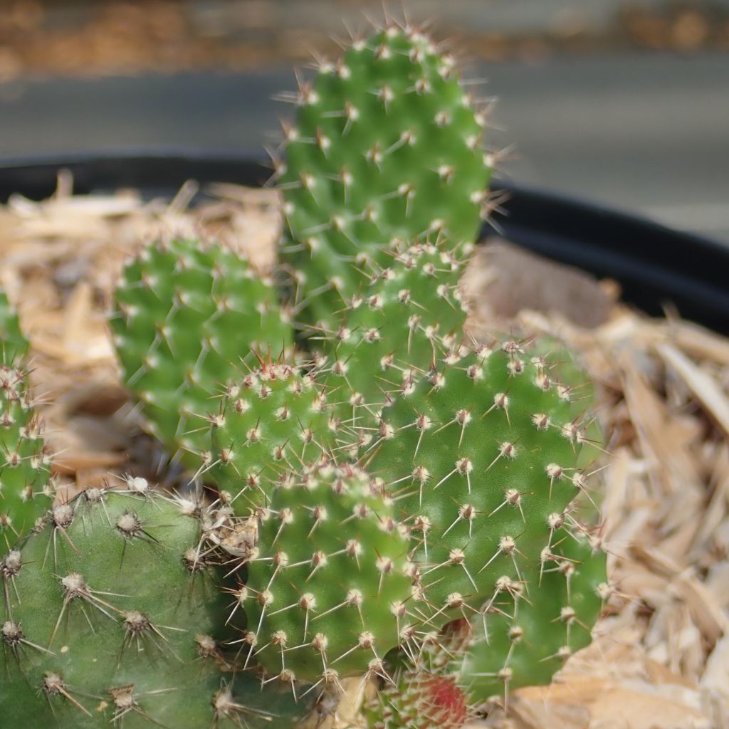 Opuntia ou Airampoa Orurensis