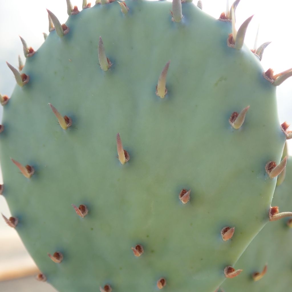 Opuntia sanguinicola