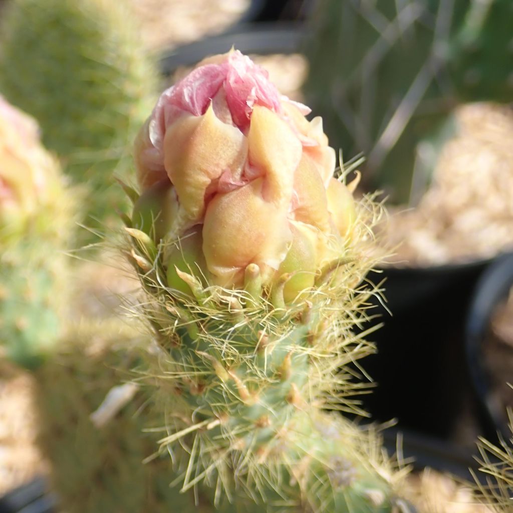 Opuntia scheeri