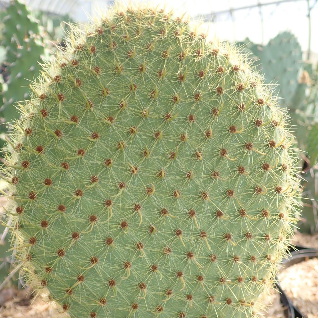 Opuntia scheeri