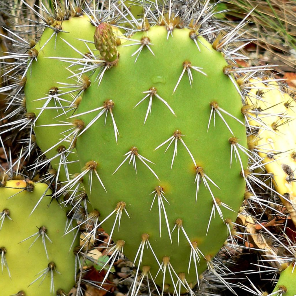 Opuntia semispinosa