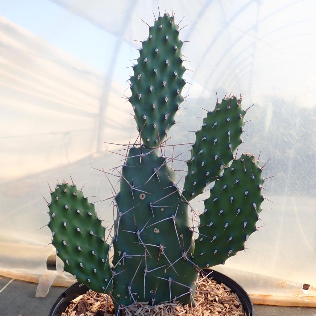 Opuntia sulfurea