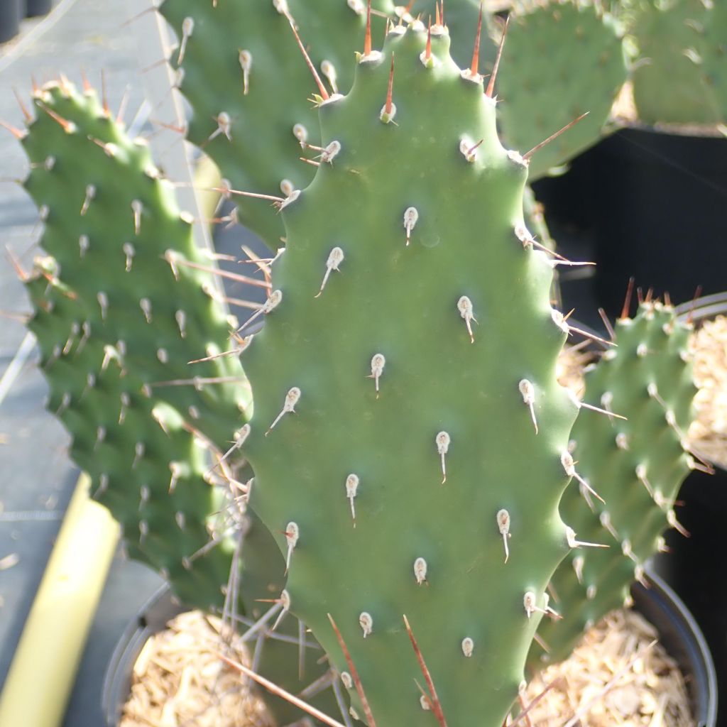 Opuntia sulfurea