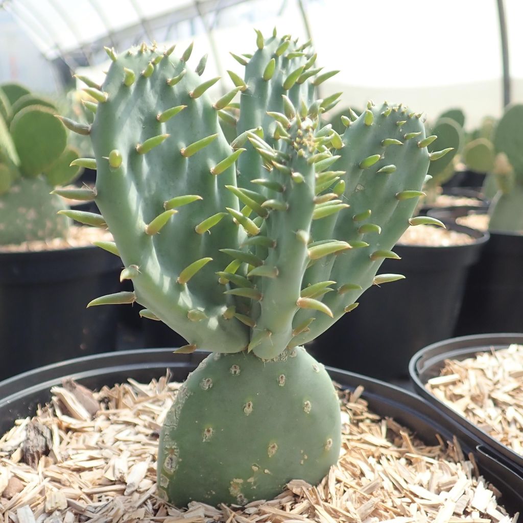 Opuntia tapana