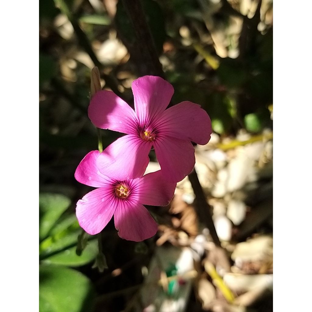 Oxalis deppei - Acederilla