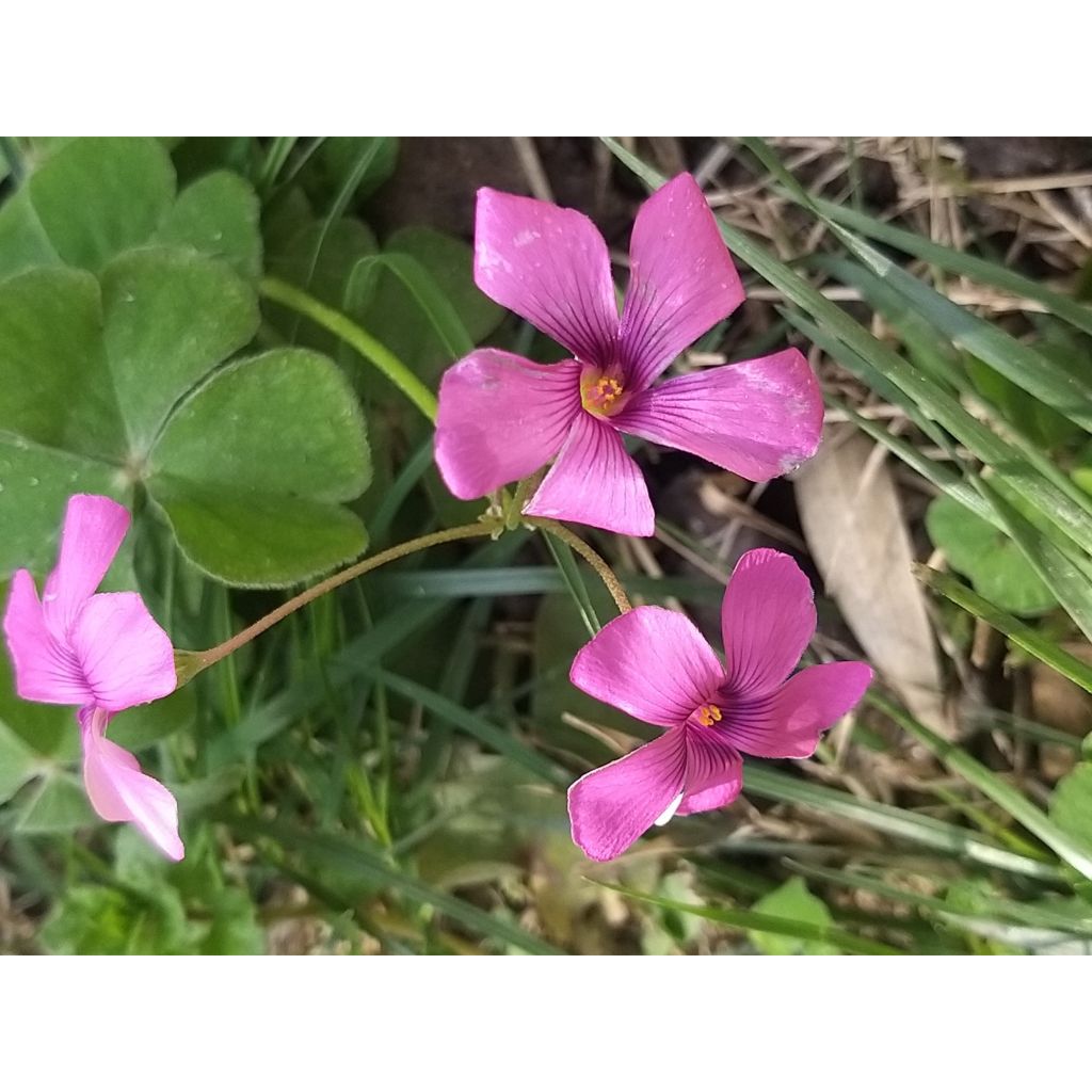 Oxalis deppei - Acederilla