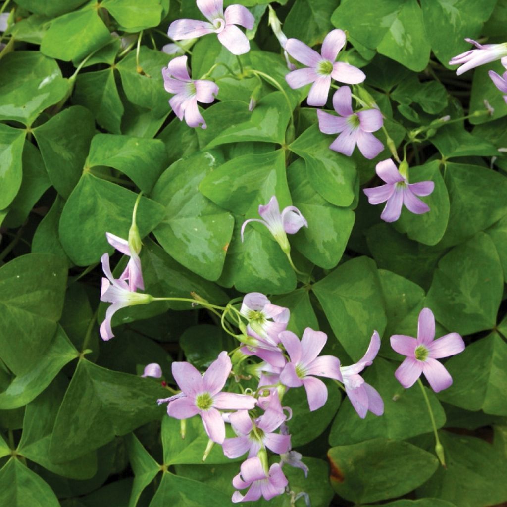 Oxalis triangularis Fanny - Planta mariposa