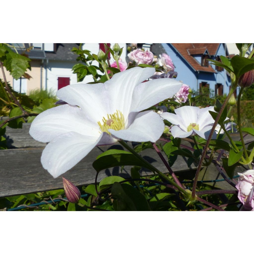 Clematis Huldine