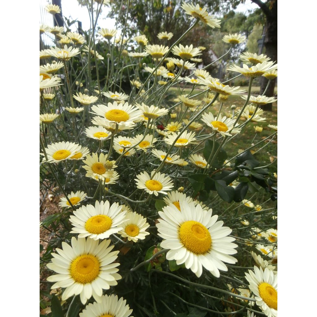 Anthemis tinctoria Wargrave Variety - Camomila amarilla