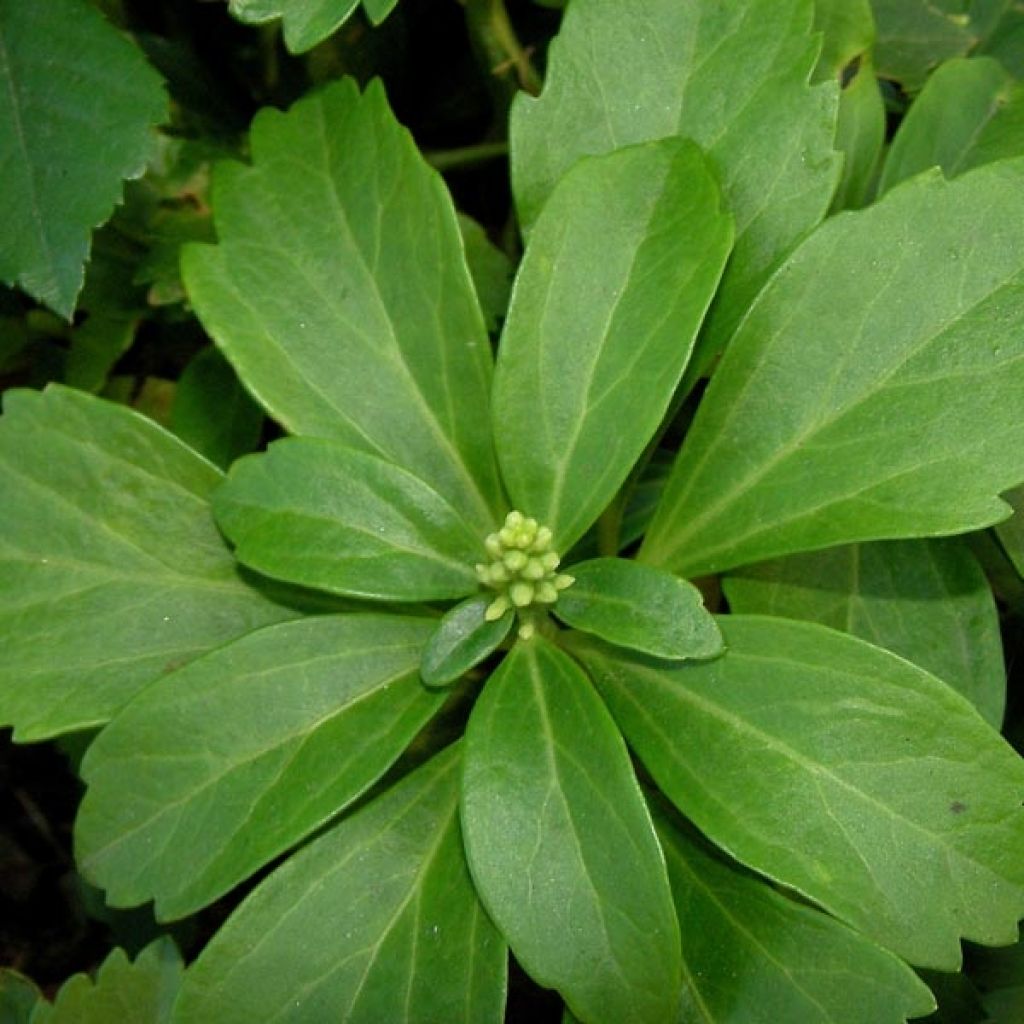 Pachysandra terminalis - Diamante