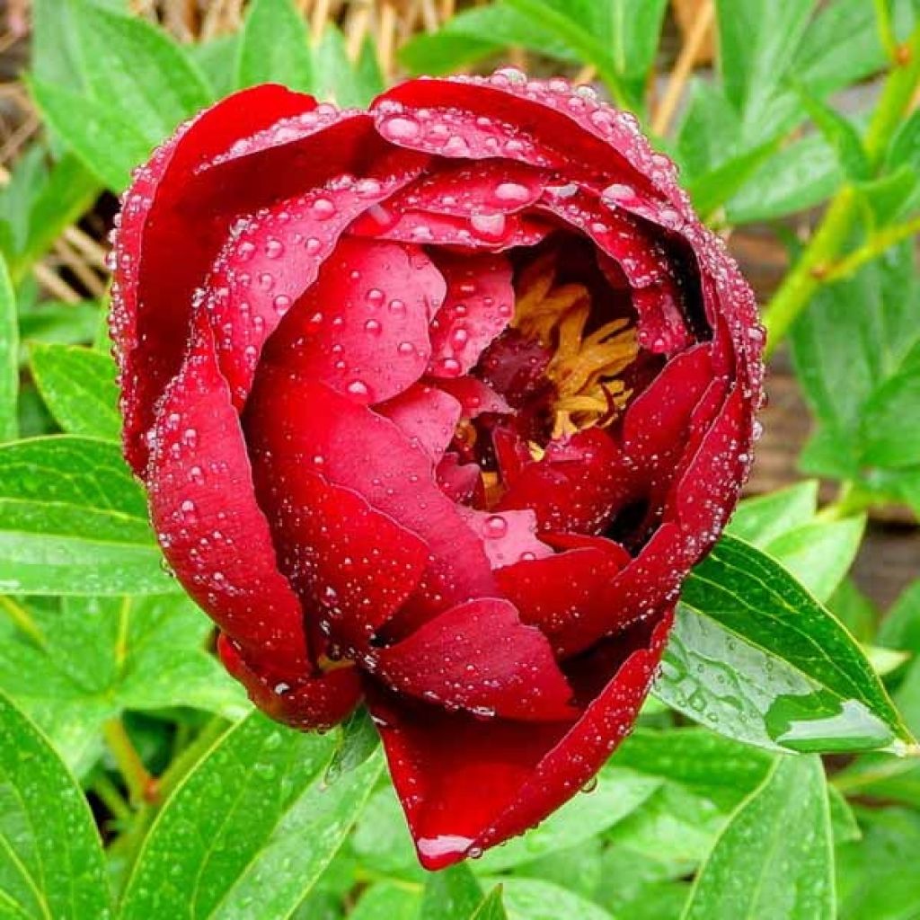 Peonia lactiflora Buckeye Belle