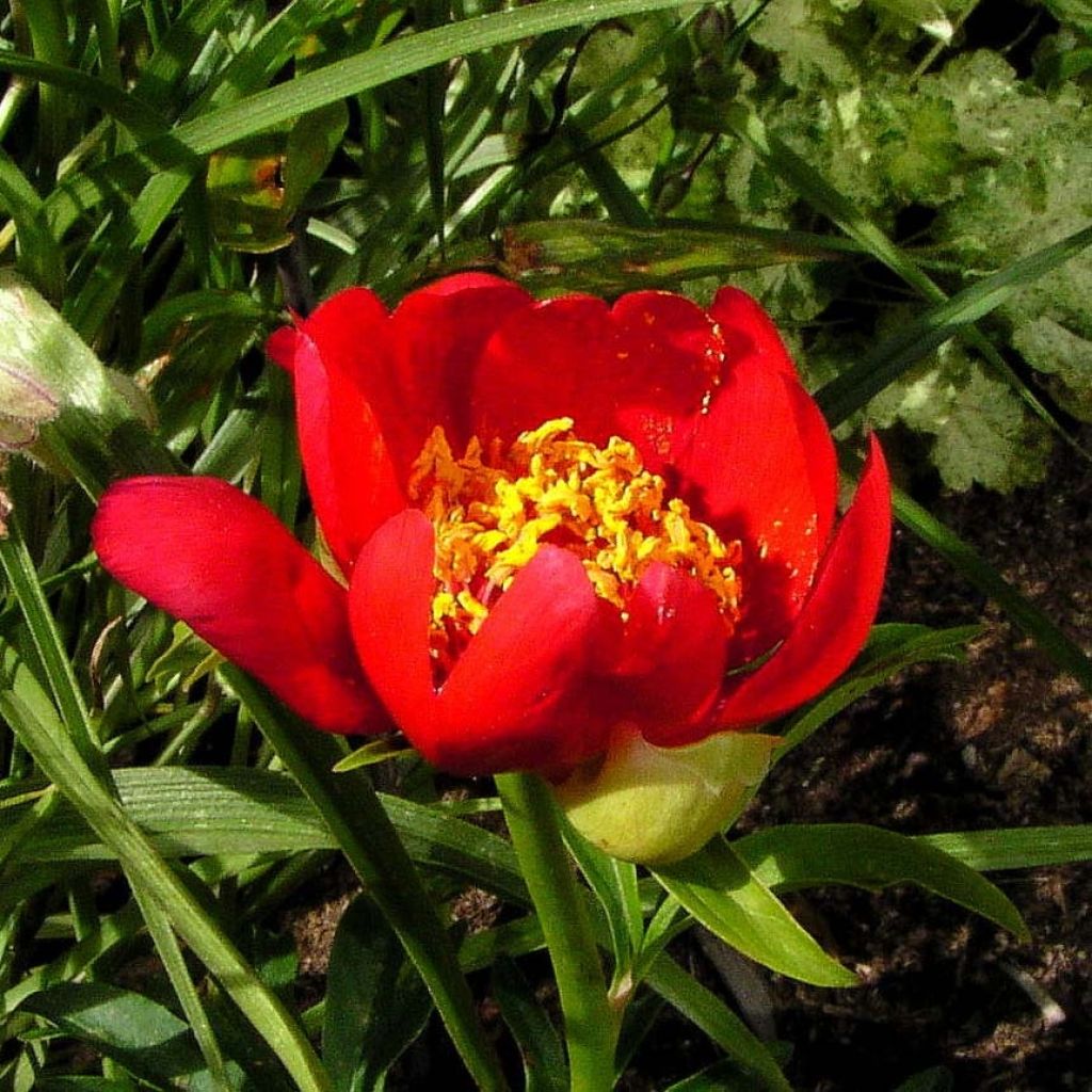 Peonia lobata Sunshine