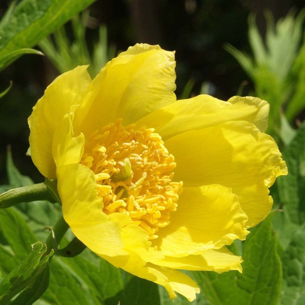 Paeonia delavayi var. lutea - árbol peonía