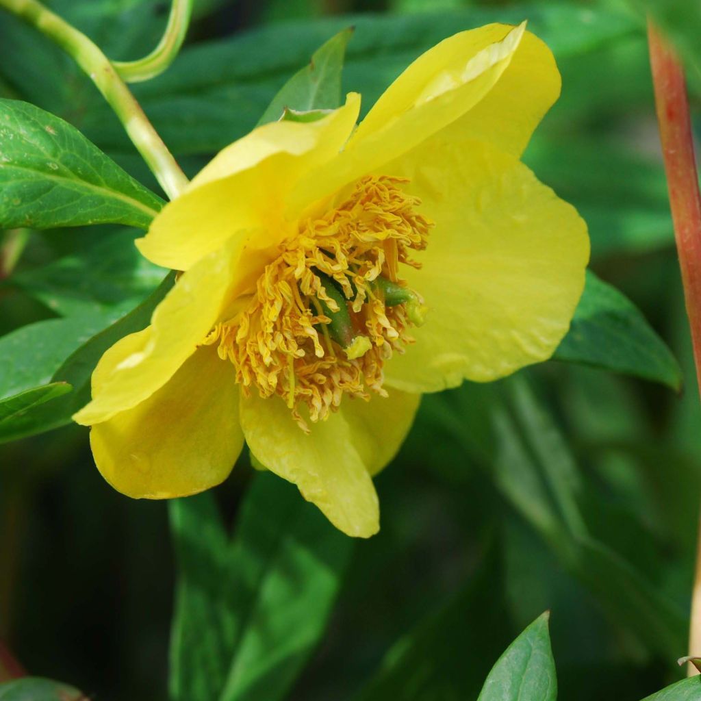 Paeonia delavayi var. lutea - árbol peonía