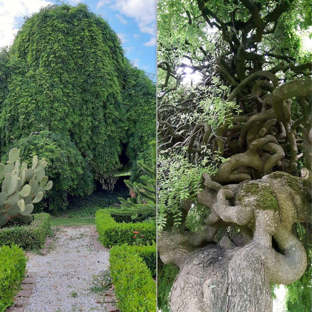 Sophora japonica Pendula - Acacia del Japón