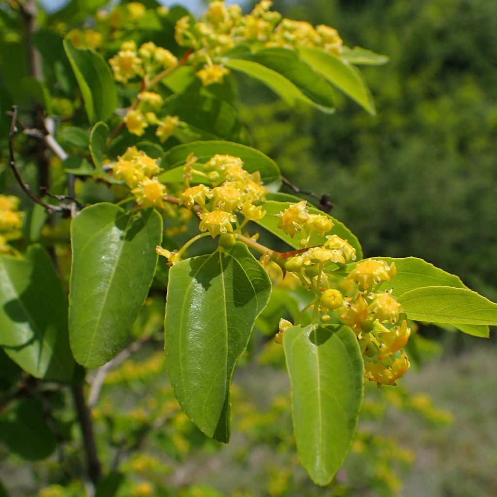 Paliurus spina-christi - Espina santa