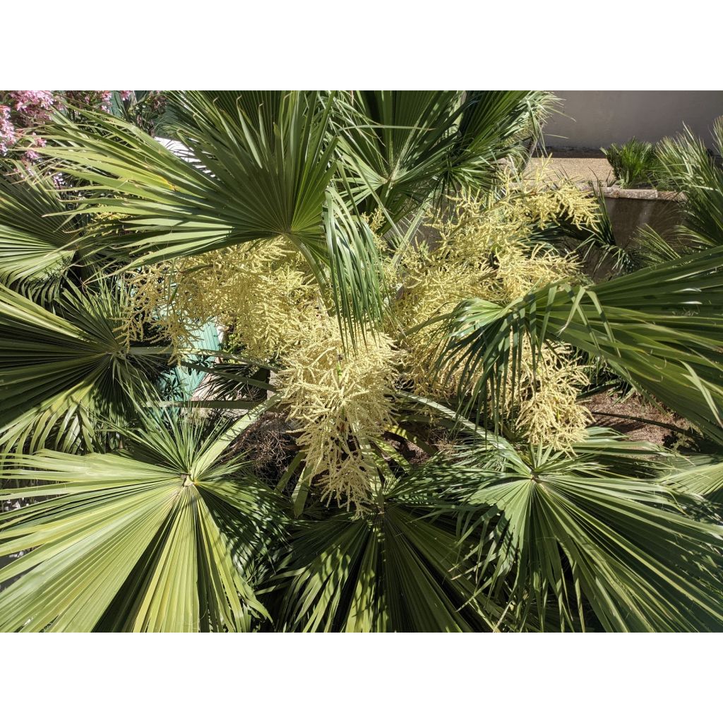 Palmera de Guadalupe - Brahea edulis