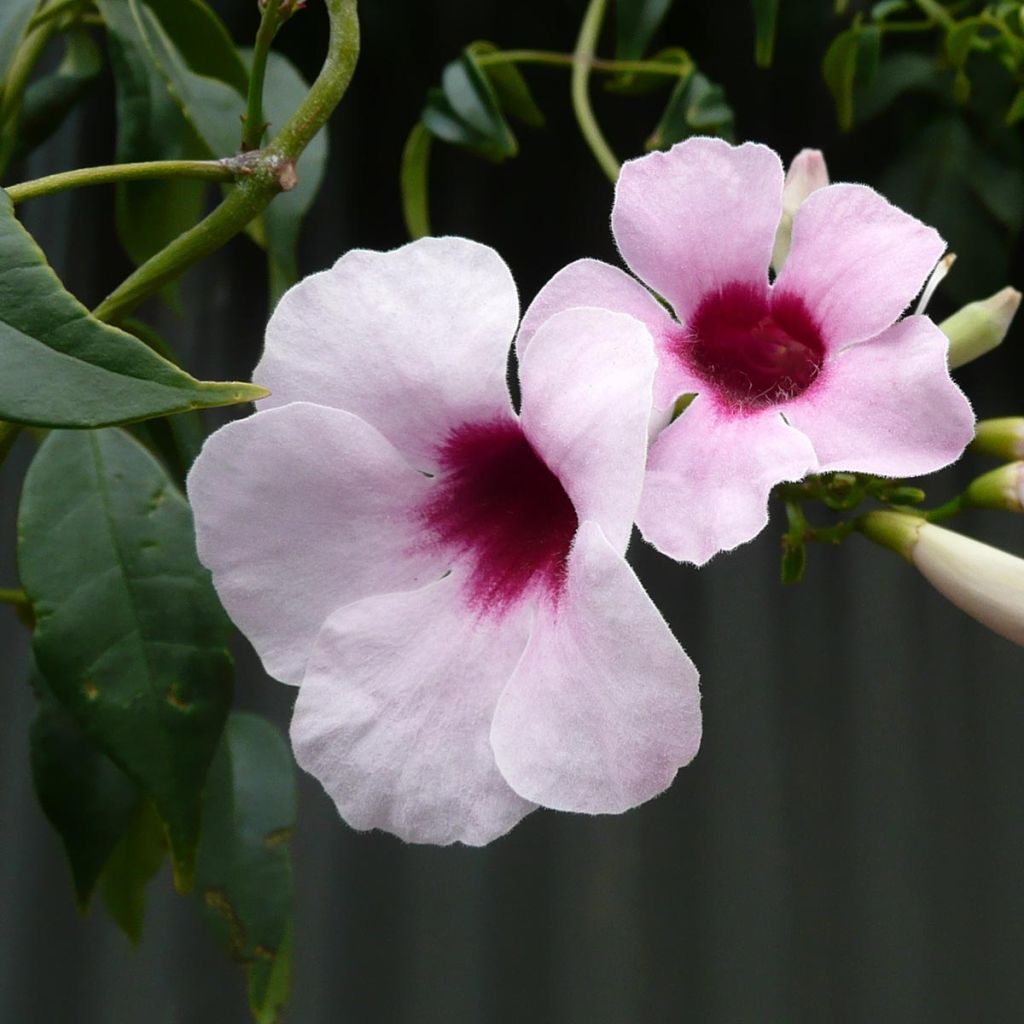 Pandorea jasminoïdes Rosea