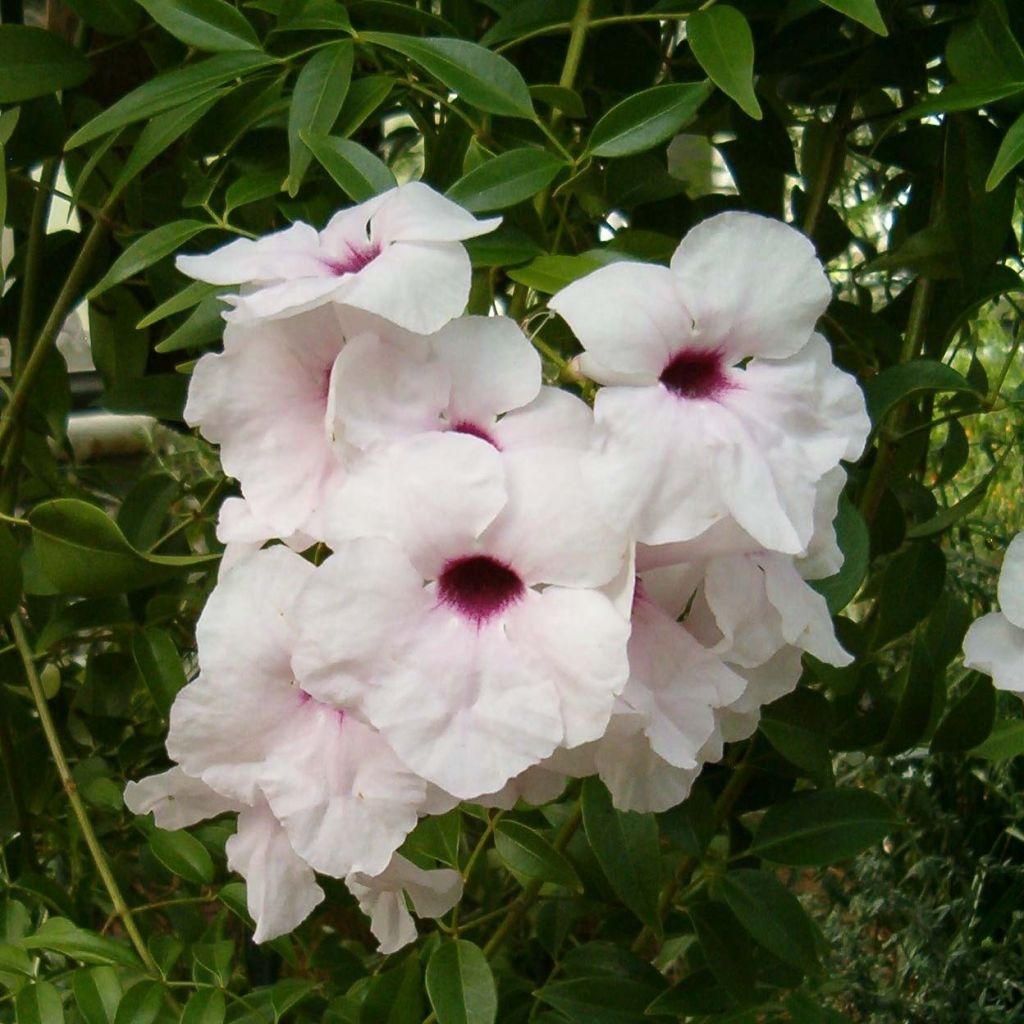 Pandorea jasminoïdes Alba - Bignonia blanca